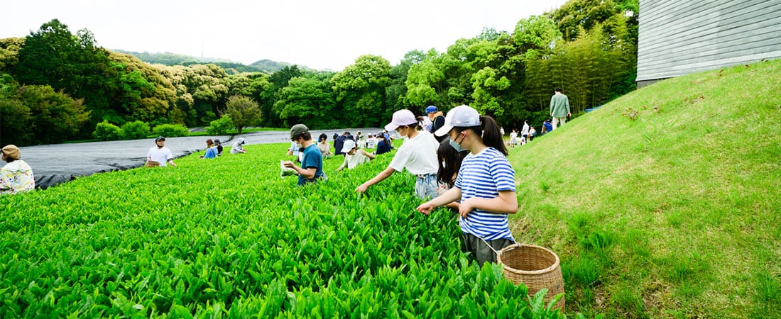 PLAY! お茶摘み体験＆ストーリーテリング・ウォーク in舞台芸術公園