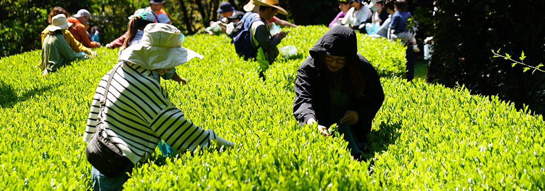 お茶摘み体験in 舞台芸術公園